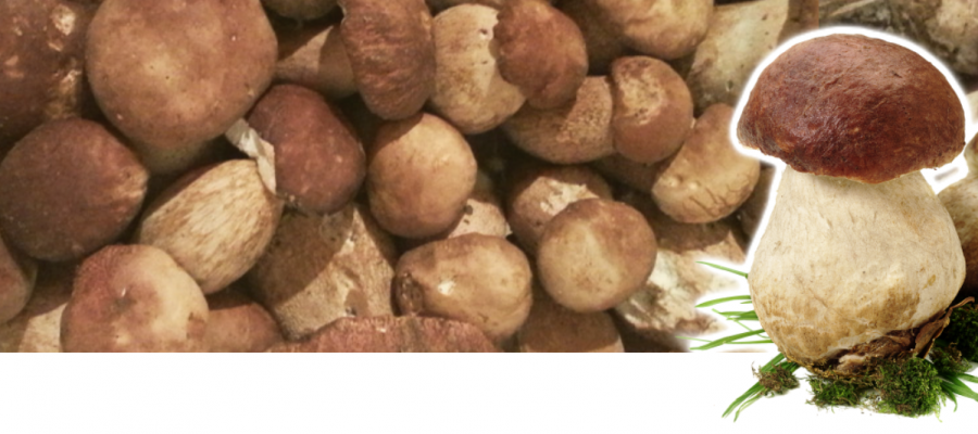 funghi-slide-1