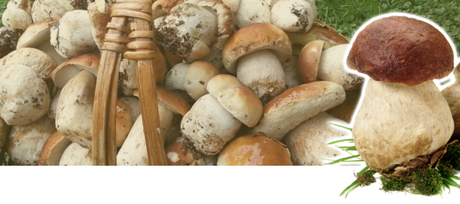 funghi-slide-2