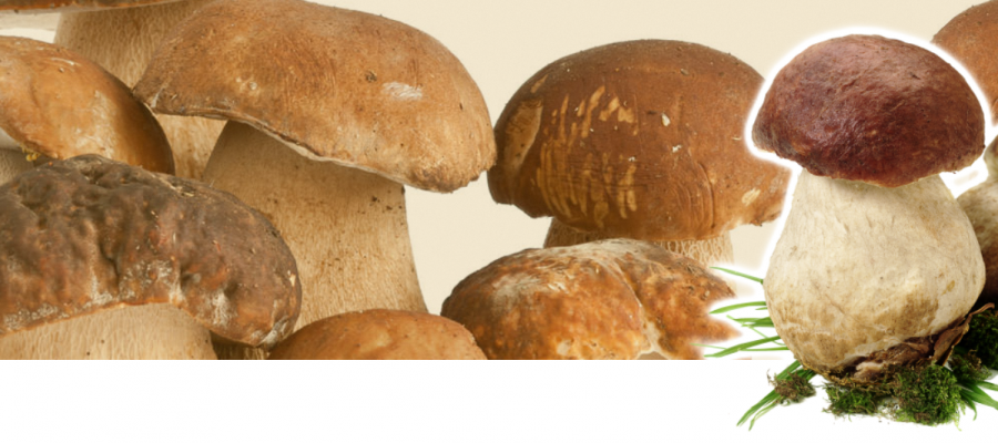 funghi-slide-3