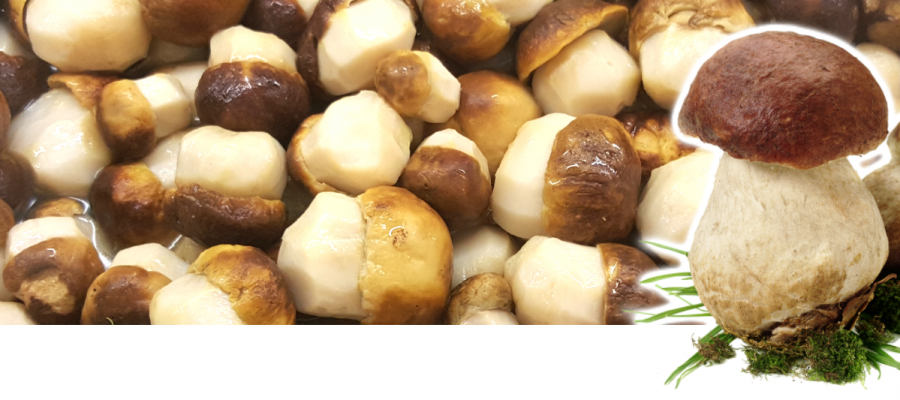 funghi-slide-4